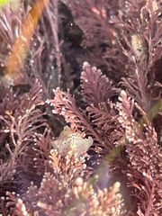 Enchiridium punctatum