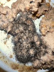 Aspergillus