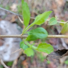 Ageratina havanensis