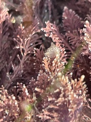 Enchiridium punctatum