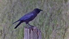 Corvus coronoides