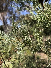 Callitris rhomboidea