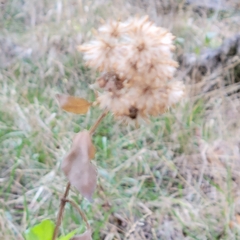 Ageratina havanensis