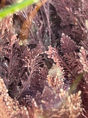 Enchiridium punctatum