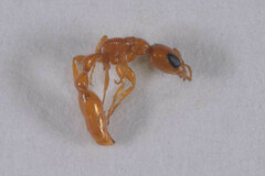 Pseudomyrmex pallidus