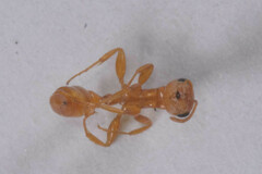 Pseudomyrmex pallidus