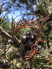 Callitris rhomboidea