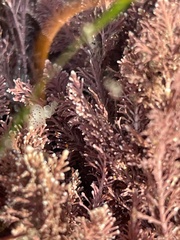 Enchiridium punctatum