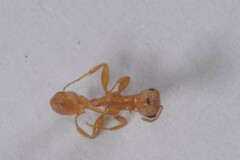 Pseudomyrmex pallidus
