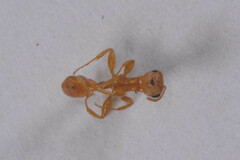 Pseudomyrmex pallidus