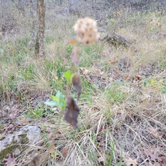 Ageratina havanensis