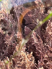 Enchiridium punctatum