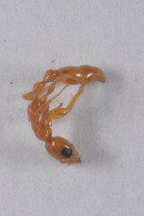 Pseudomyrmex pallidus