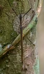 Paraphasma sooretama