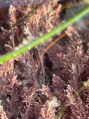 Enchiridium punctatum