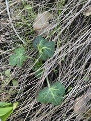 Sanicula crassicaulis