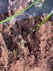 Enchiridium punctatum