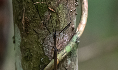 Paraphasma sooretama