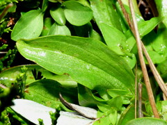 Gentianella impressinervia