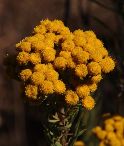Image of Phymaspermum athanasioides by (c) Tony Rebelo, some rights reserved (CC BY-SA)