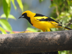 Icterus mesomelas