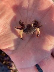 Lophopanopeus bellus