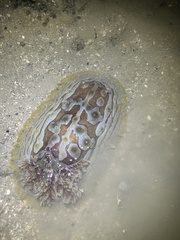 Asteronotus cespitosus