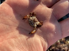 Lophopanopeus bellus