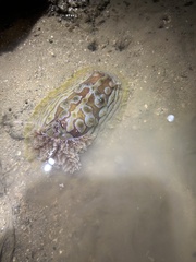 Asteronotus cespitosus