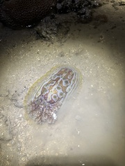 Asteronotus cespitosus