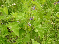 Solanum palinacanthum