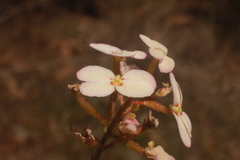 Stylidium junceum