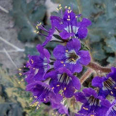 Phacelia crenulata ambigua