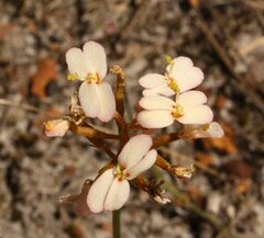 Stylidium junceum