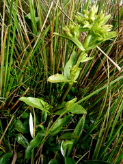 Gentianella impressinervia