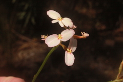 Stylidium junceum