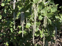Garrya elliptica