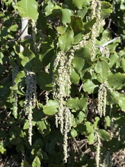 Garrya elliptica