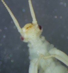 Allocapnia vivipara