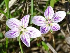 Claytonia virginica