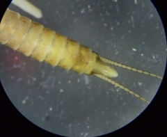 Allocapnia vivipara