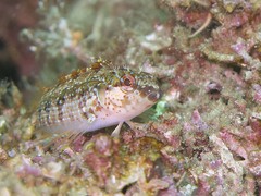 Alloclinus holderi