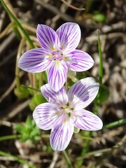Claytonia virginica