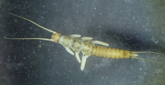Allocapnia vivipara