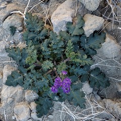 Phacelia crenulata ambigua