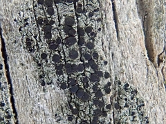 Caliciaceae