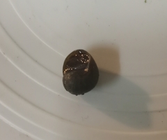Leptoxis virgata