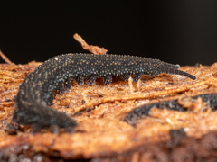 Ooperipatellus