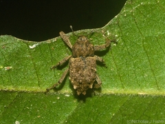 Pseudometyrus bicaudatus