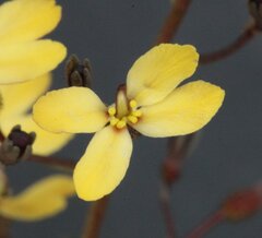 Stylidium luteum